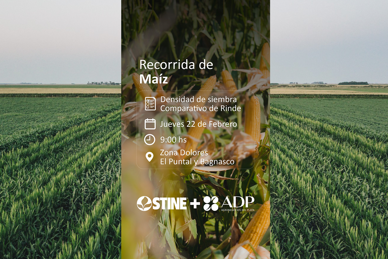 ADP invita a productores a conocer el desarrollo de cultivos de maíz en Dolores y Paysandú 