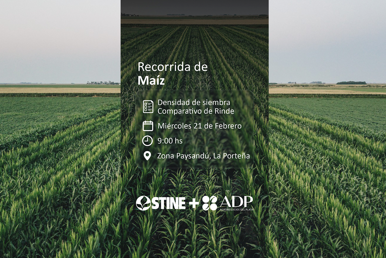 ADP invita a productores a conocer el desarrollo de cultivos de maíz en Dolores y Paysandú 