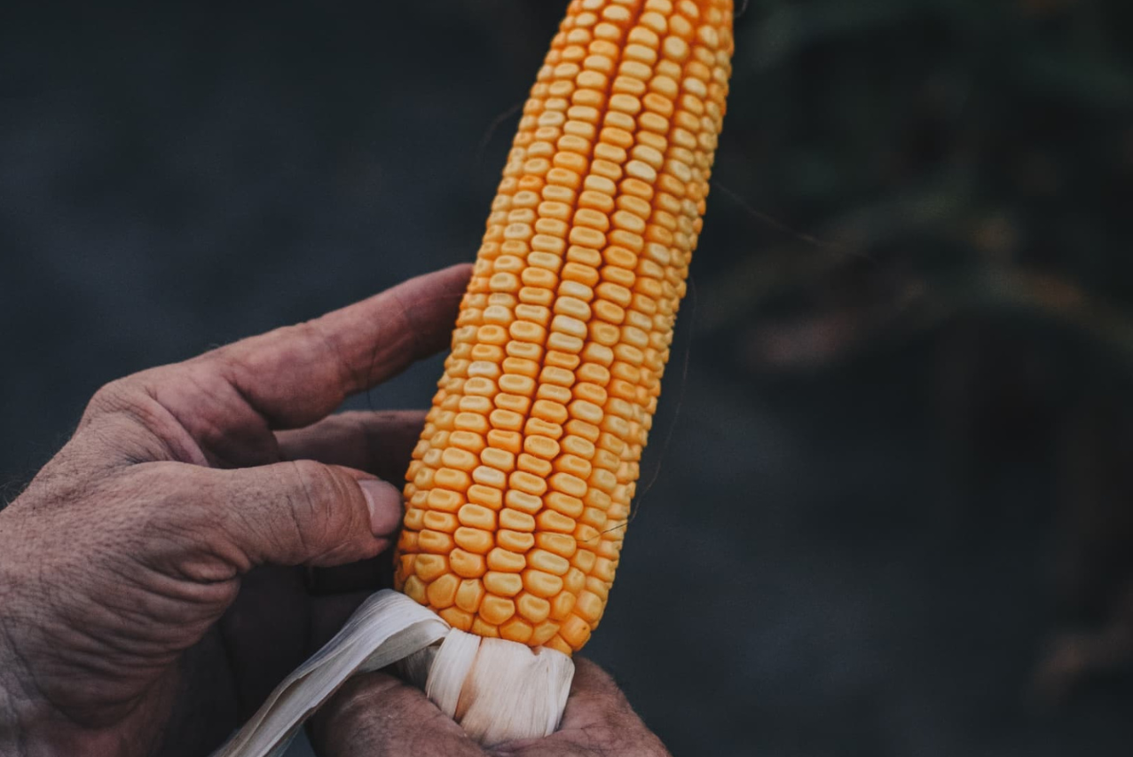 ADP-Agronegocios del Plata lanzó su campaña de híbridos de maíz a un precio promocional 