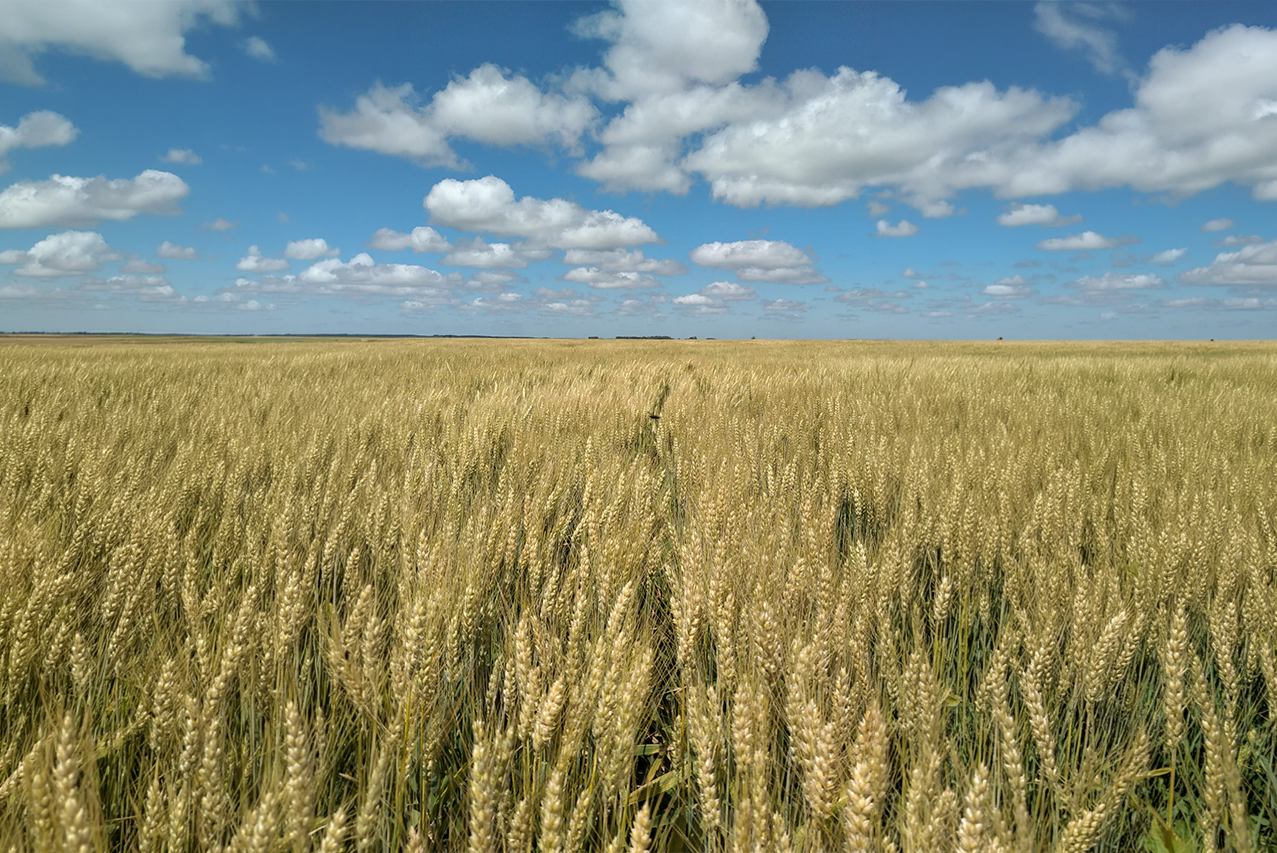 ADP-Agronegocios del Plata presenta su catálogo de cultivos de invierno 