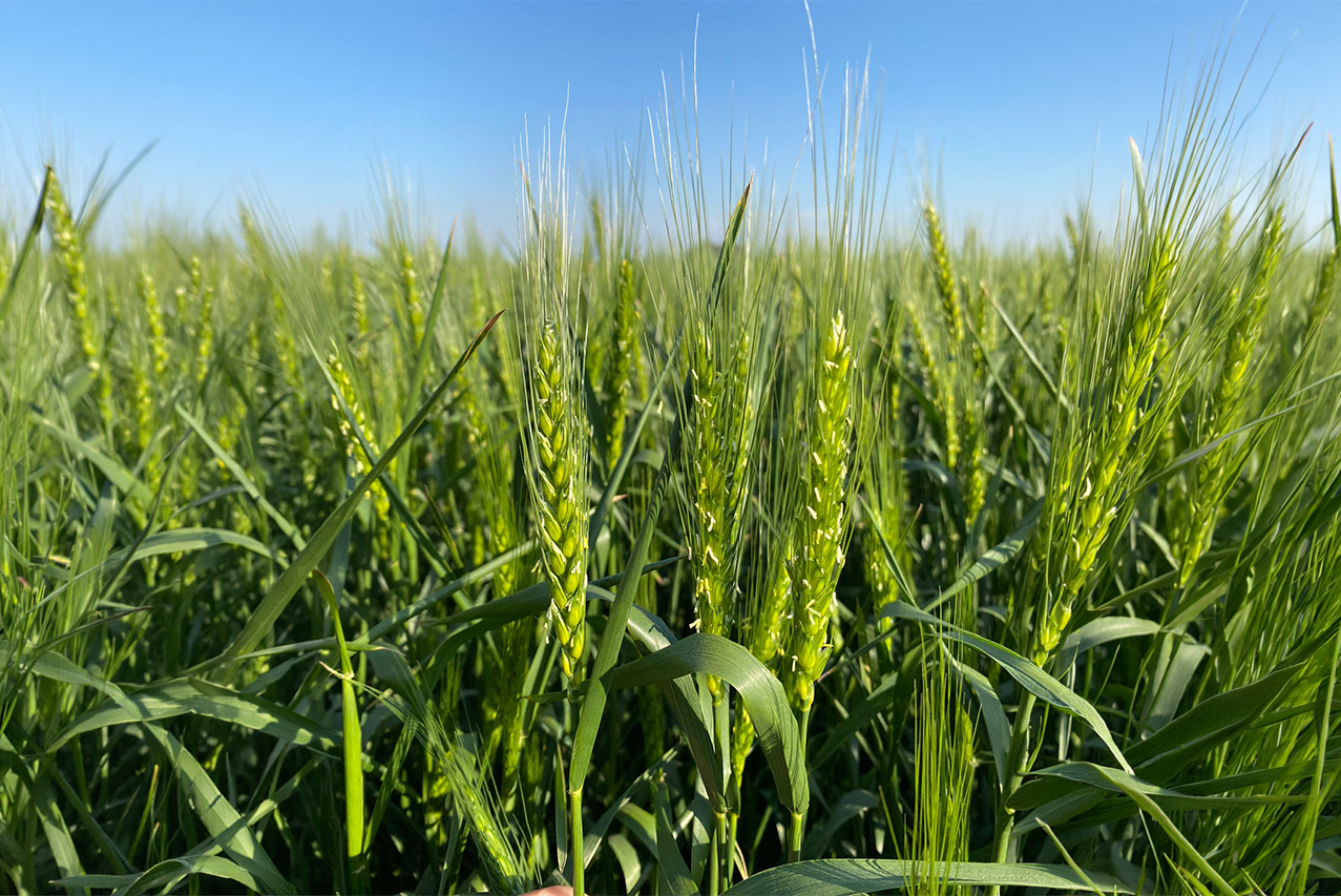 ADP-Agronegocios del Plata presenta su catálogo de cultivos de invierno 