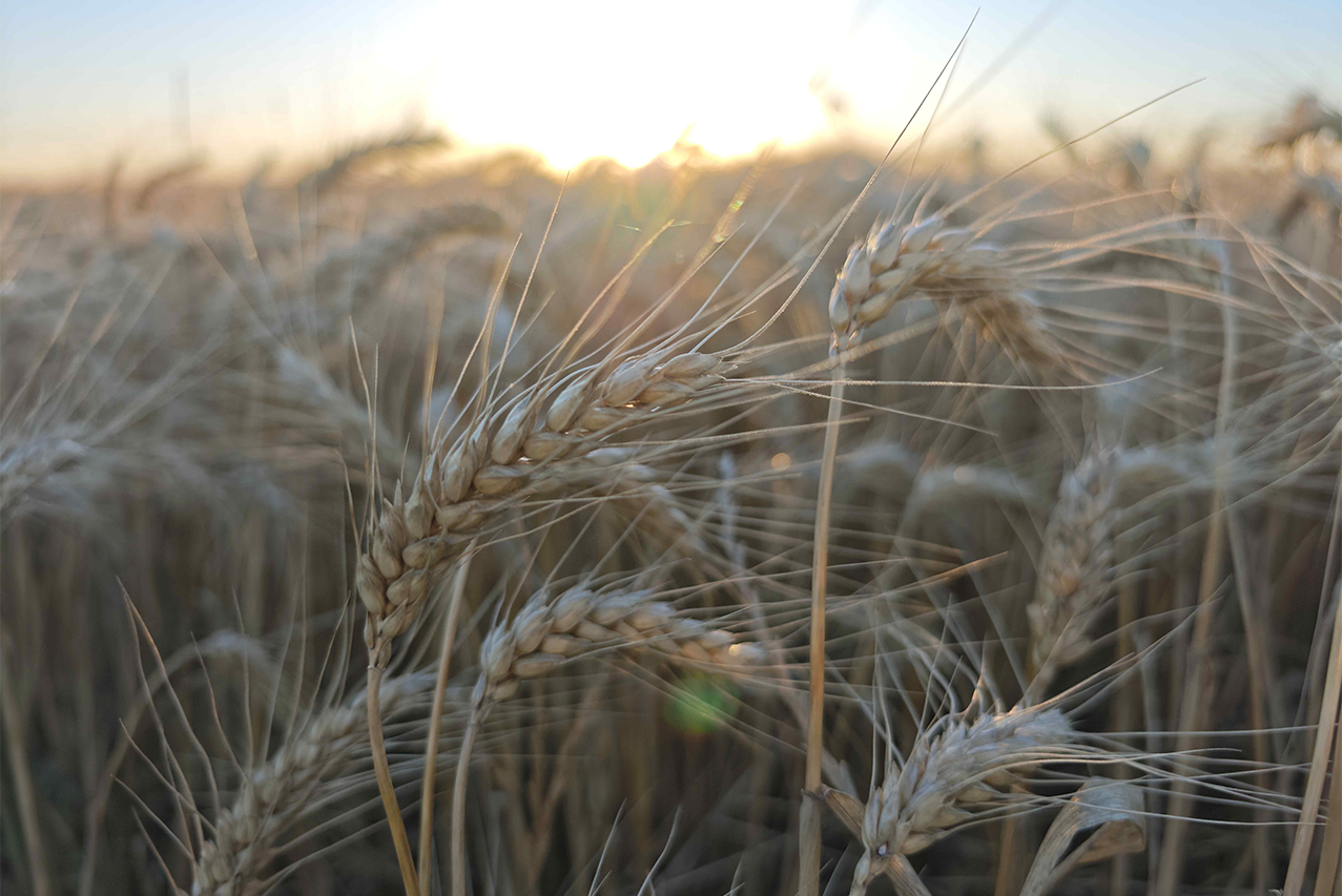 ADP-Agronegocios del Plata proyecta una campaña de invierno con mejores perspectivas productivas 